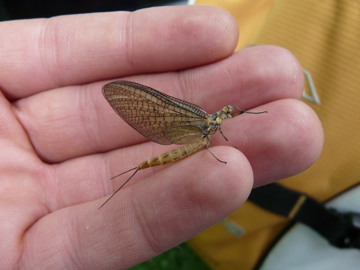 Ephemera danica